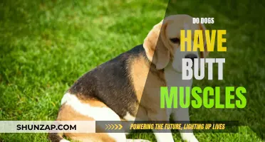 The Science Behind a Dog's Butt Muscles