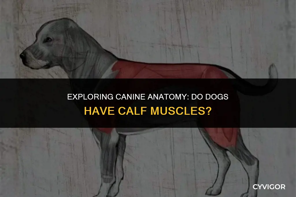 do dogs have calf muscles