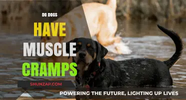 Understanding Canine Muscle Cramps: Causes, Symptoms, and Treatments
