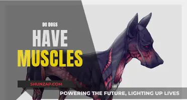 Exploring Canine Anatomy: Do Dogs Have Muscles?