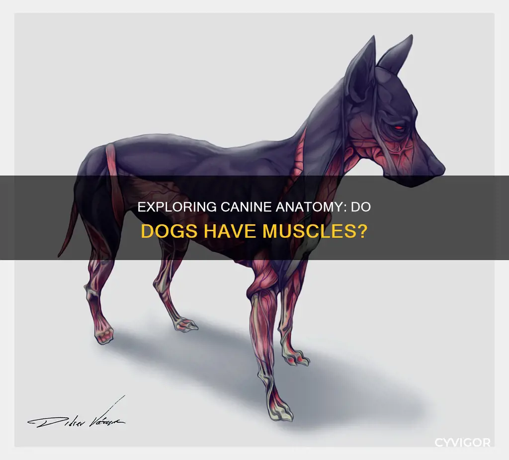 do dogs have muscles