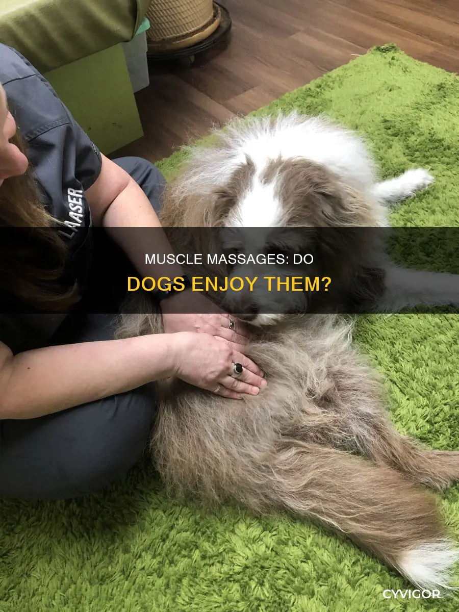 do dogs like muscle massages