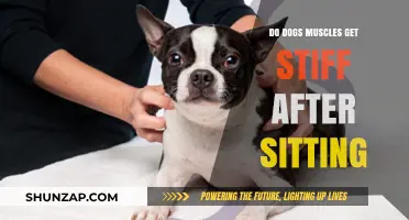 Canine Stiffness: Do Dogs' Muscles Get Stiff After Sitting?