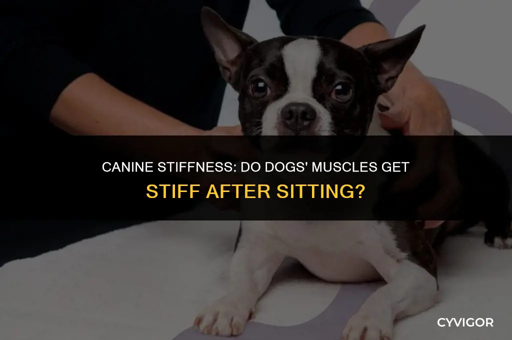 do dogs muscles get stiff after sitting