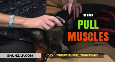 Can Dogs Pull Muscles? Understanding Canine Strains and Injuries