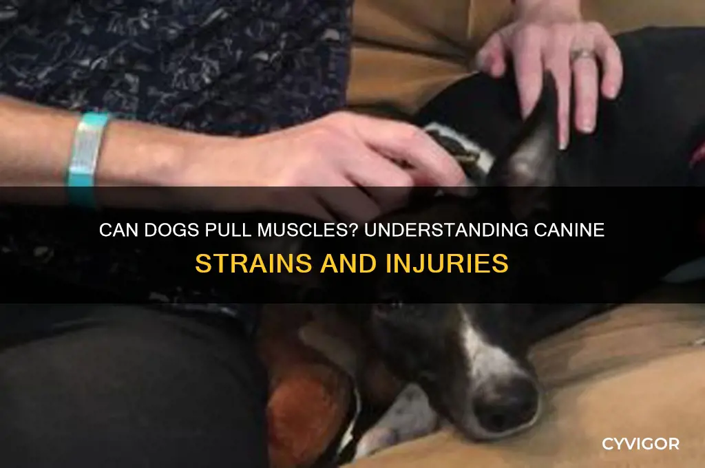 do dogs pull muscles