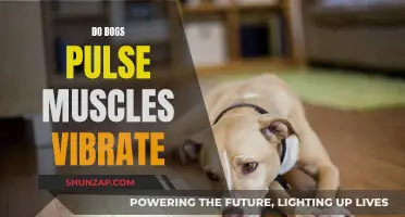 Do Dogs' Muscles Vibrate? Understanding Their Pulse