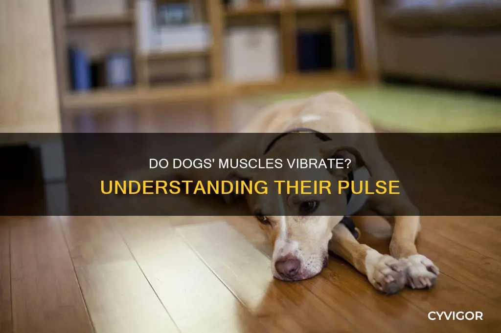 do dogs pulse muscles vibrate