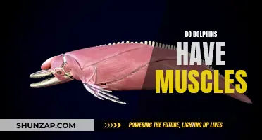 Dolphin Muscular System: Unlocking Their Powerful Anatomy