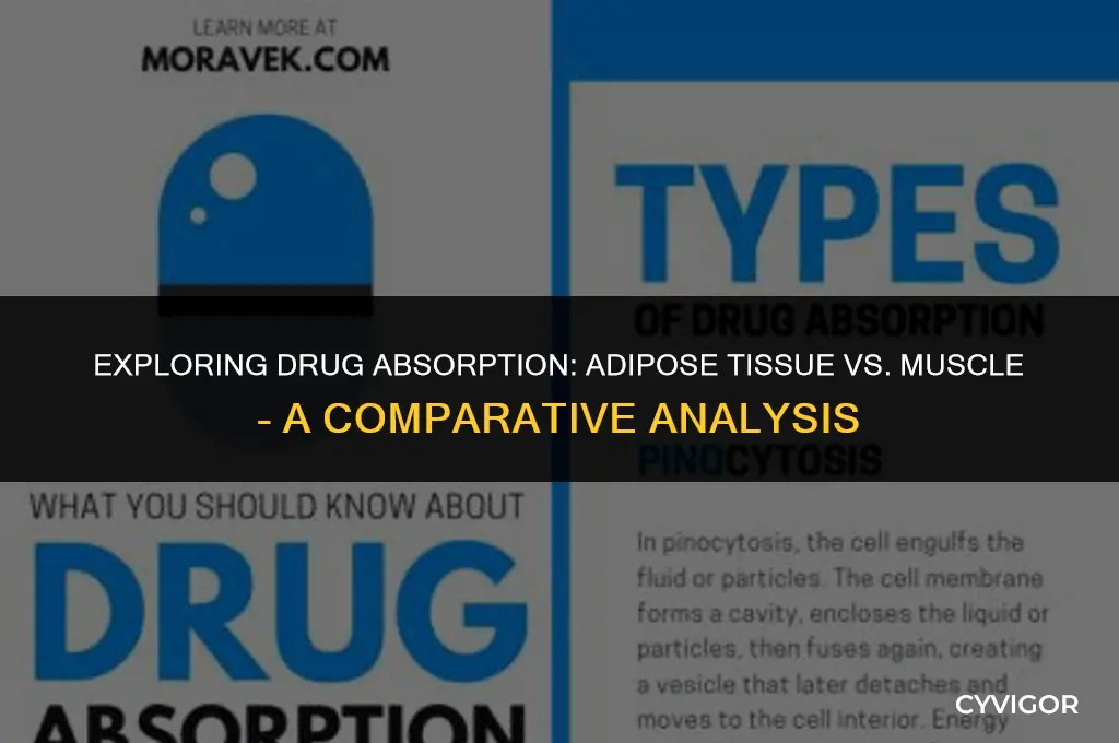 do drugs get through adipose tissue faster than muscle