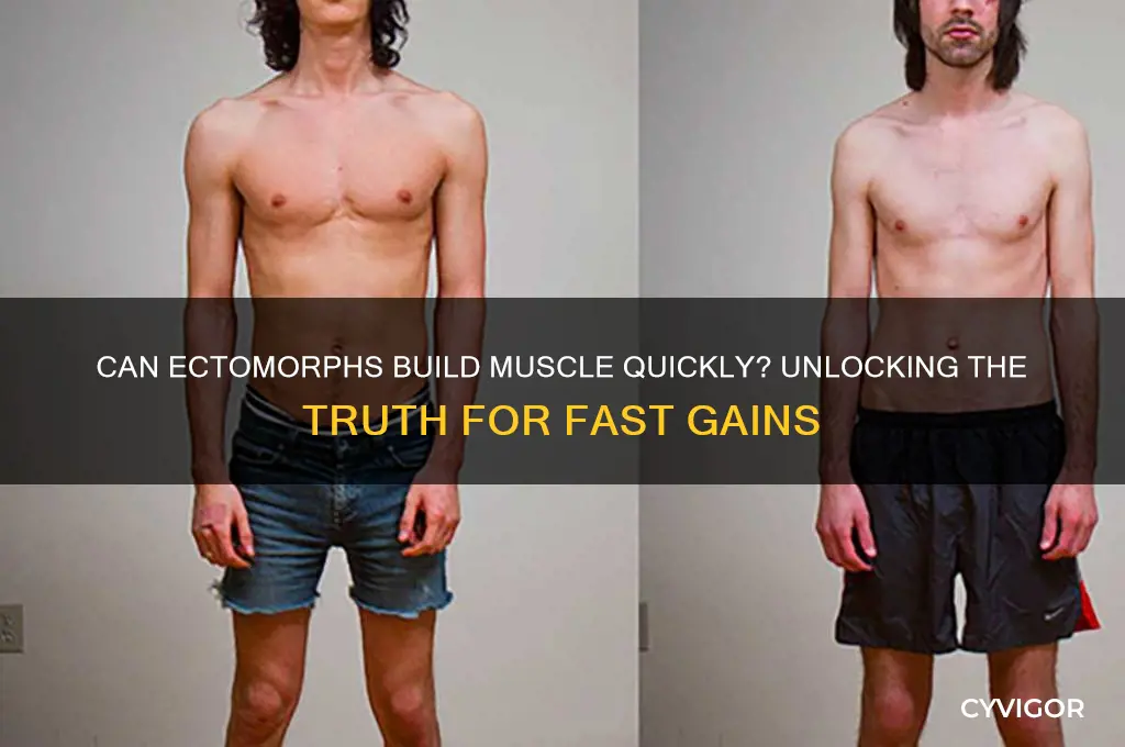 do ectomorphs gain muscle fast