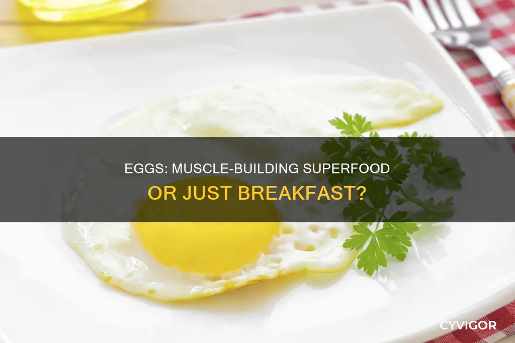 do eggs give you muscles