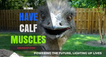 Exploring the Anatomy of Emus: Do They Have Calf Muscles?