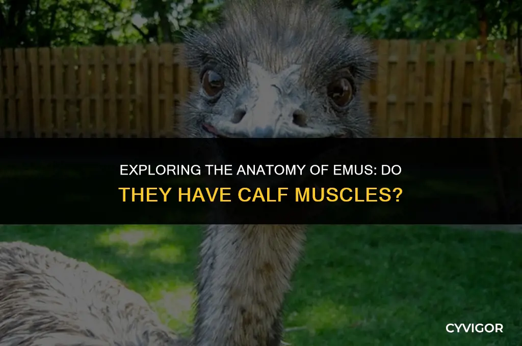do emus have calf muscles