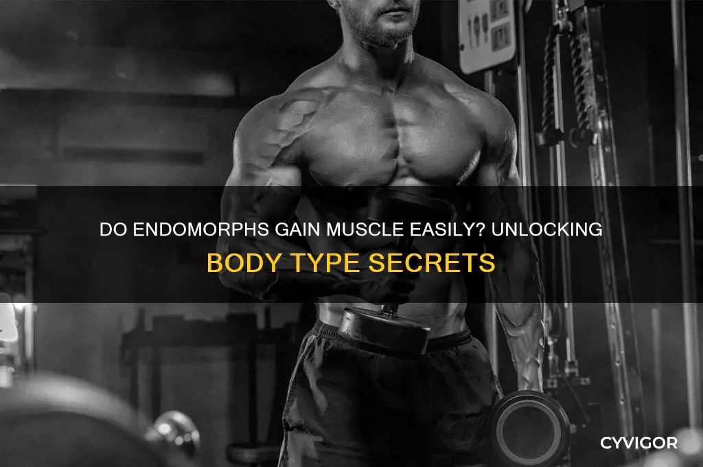 do endomorphs gain muscle easily