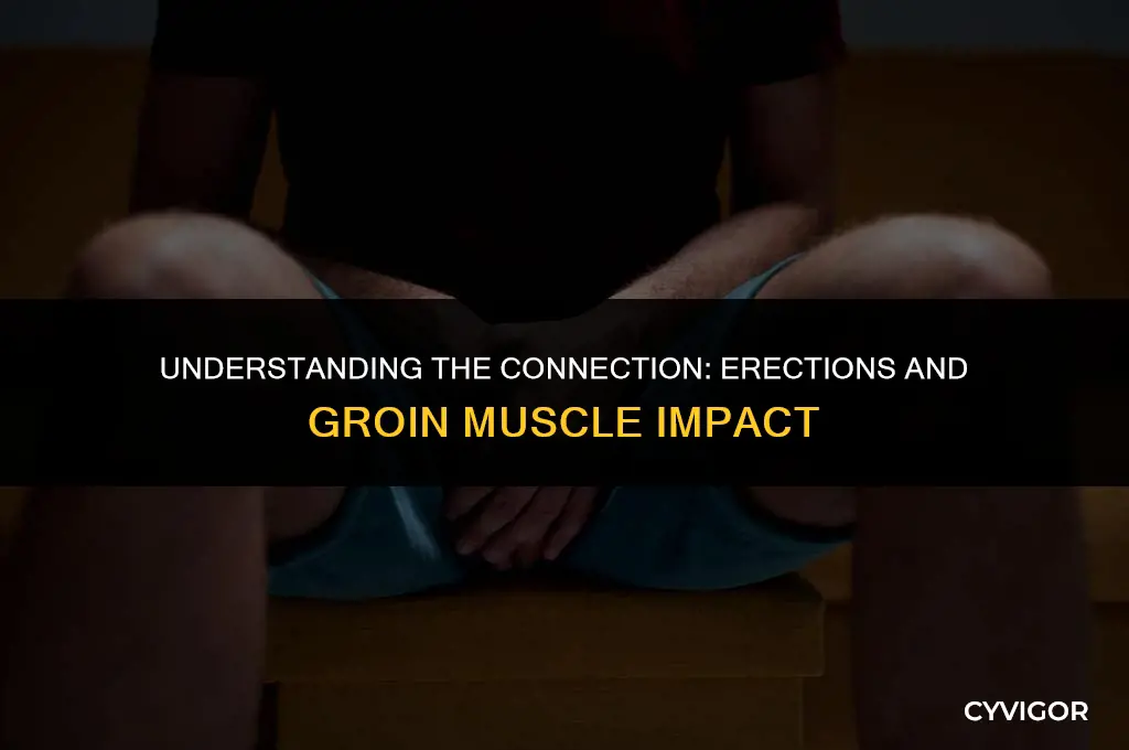 do erections affect your groin muscles
