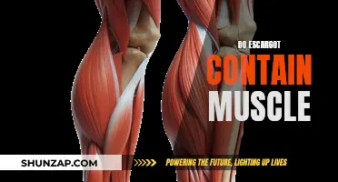 Escargot and Muscle: What's the Connection?