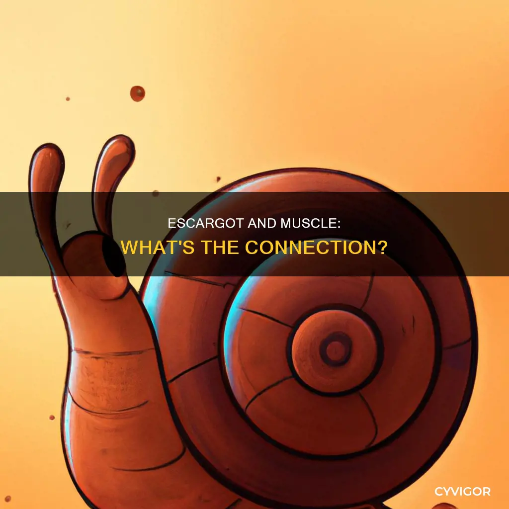 do escargot contain muscle