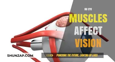 Exploring the Impact of Eye Muscles on Vision Health