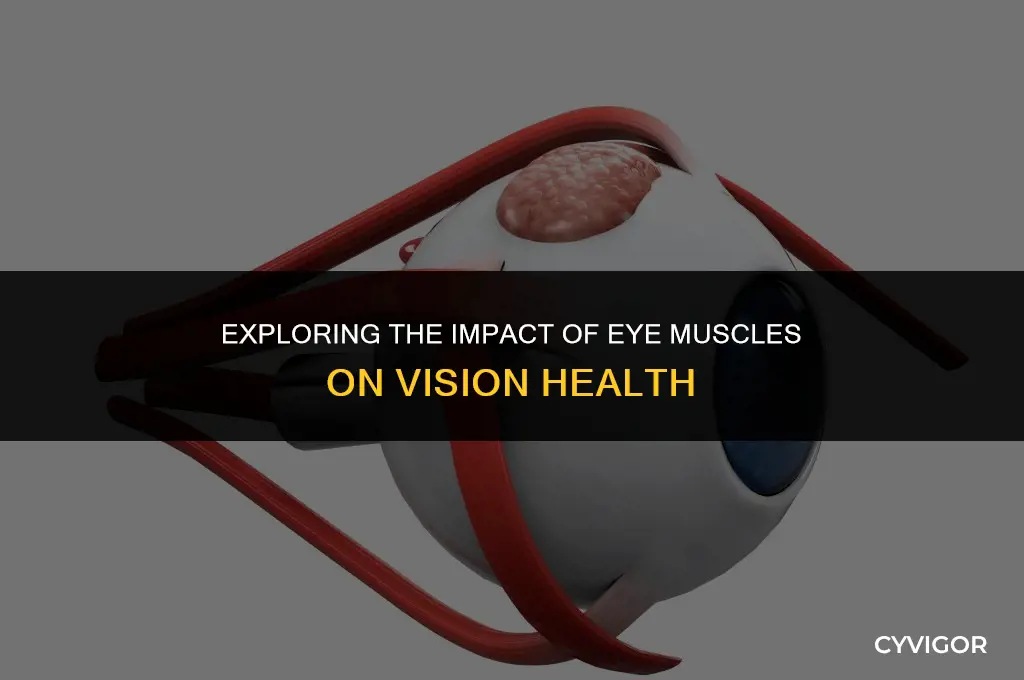 do eye muscles affect vision