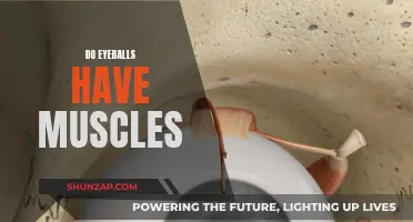 Eyeballs and Muscles: What's the Connection?