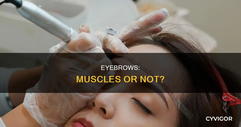do eyebrows have muscles