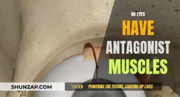 Eye Muscles: Antagonists or Dynamic Duo?