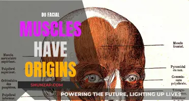 Facial Muscles: Origin Stories and Their Importance
