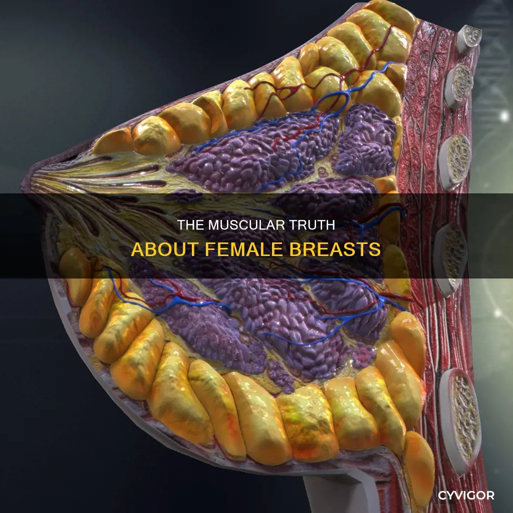 do female breasts have muscles