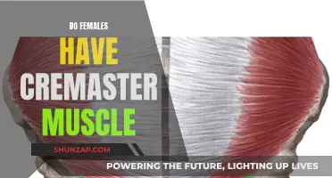The Mystery of the Cremaster Muscle in Females
