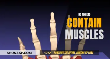 Exploring Muscular Anatomy: Fingers and Muscles
