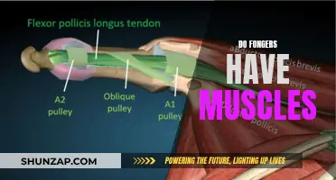 Exploring Finger Muscles: Do They Exist and What Are They?