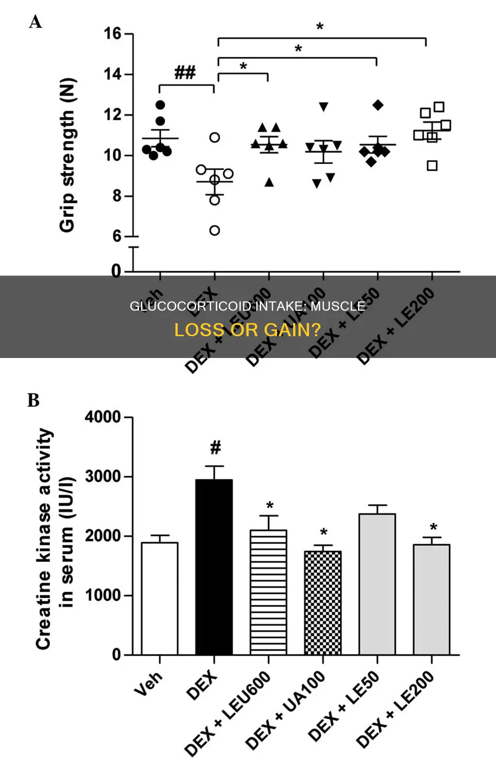 do glucocorticoid reduce muscle