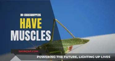 Grasshoppers' Muscular System: An Exploration of Their Anatomy