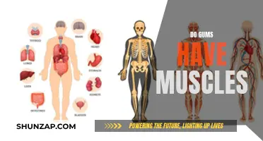 Chewing the Facts: Do Gums Have Muscles?