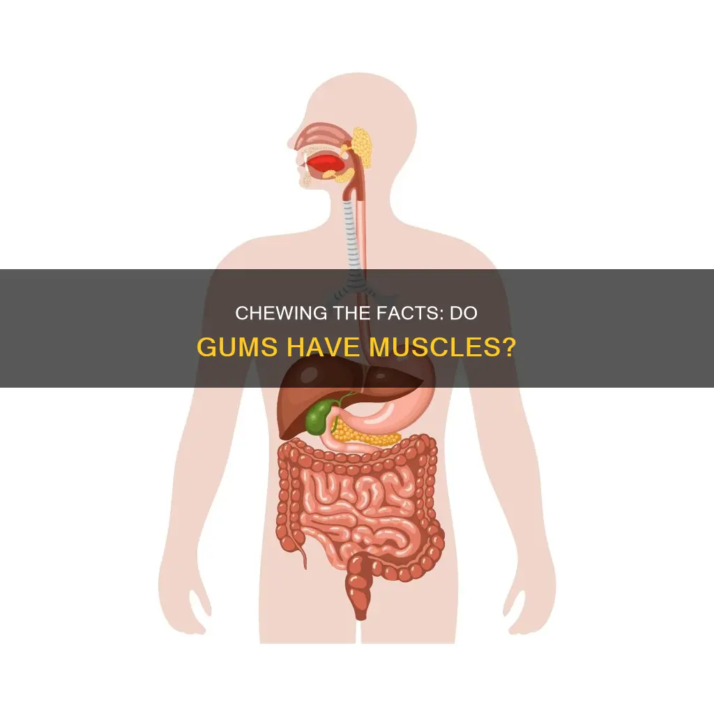 do gums have muscles
