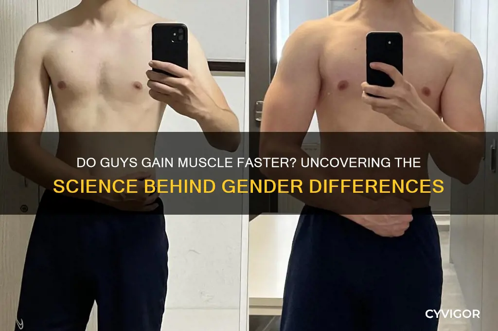 do guys gain muscle faster