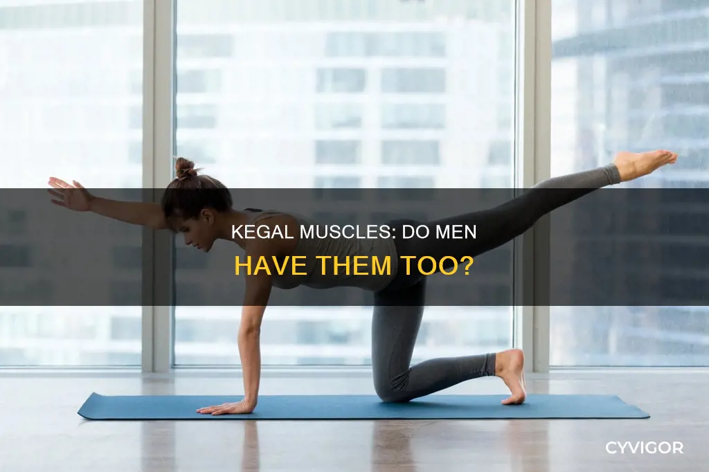 do guys have kegal muscles