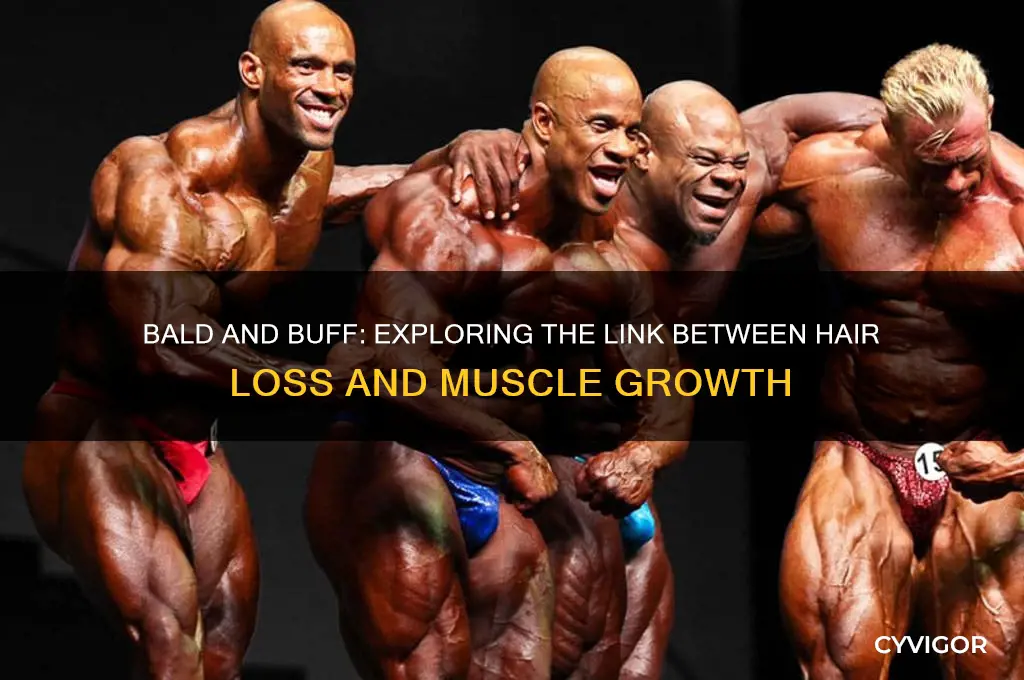 do guys who bald grow muscle fast