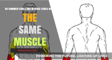 Hammer Curls vs. Reverse Curls: Targeting the Same Muscles?