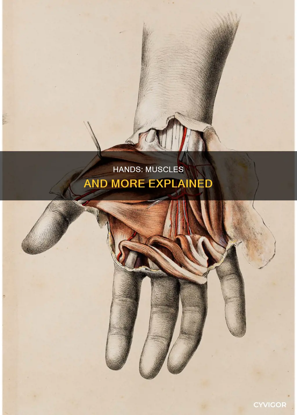 do hand have muscles
