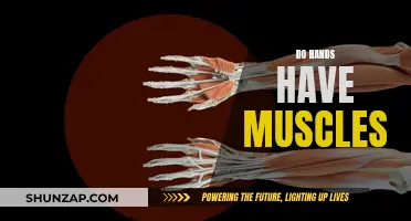 Exploring the Muscular Composition of Human Hands