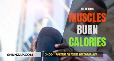 Healing Muscles: Burning Calories During Recovery