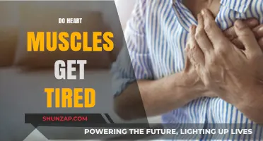 Exploring Cardiac Fatigue: Do Heart Muscles Get Tired?