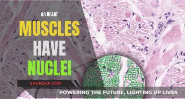 Heart Muscle Nuclei: What's the Deal?