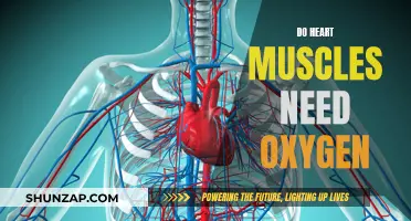 Heart Muscle and Oxygen: A Vital Relationship