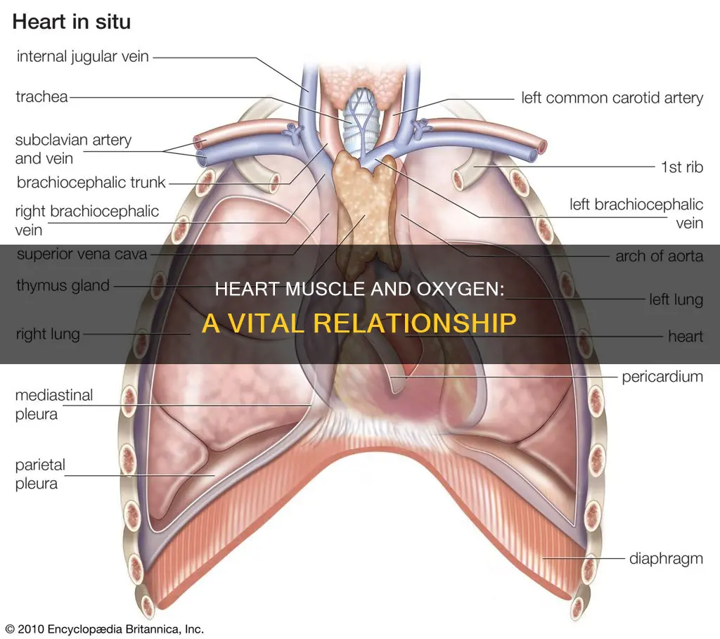 do heart muscles need oxygen