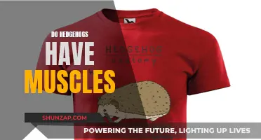 Hedgehog Muscles: What's Their Strength?