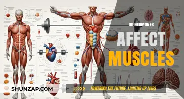 Hormonal Influence on Muscle Health: A Comprehensive Guide