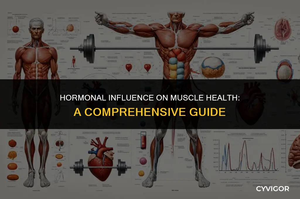 do hormones affect muscles